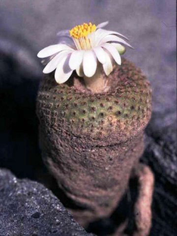 Yavia_cryptocarpa_1